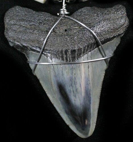 Juvenile Megalodon Tooth Necklace #27065
